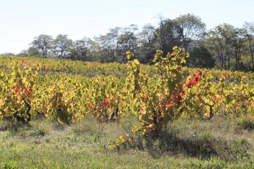a vineyard with red and yellow plants in a field at Hôtel Restaurant Le Moulin de Saint Verand in Saint-Vérand