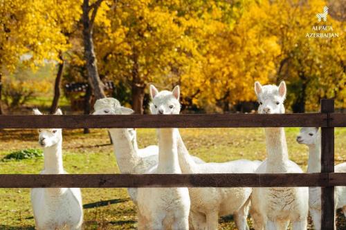 a group of white alpacas standing behind a fence at White Harmony Houses in Şamaxı