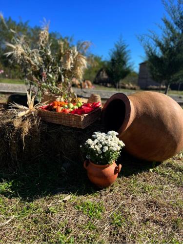 a basket of fruit and a vase of flowers on the grass at Odamarani in Kutaisi
