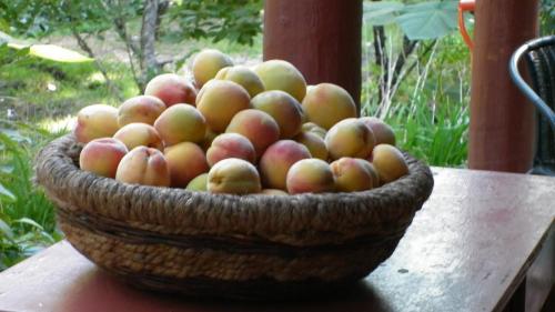 a basket of apples sitting on top of a table at El Rincon Eco Hotel in Los Ángeles