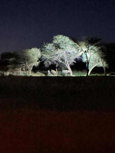 Gallery image of Big Cats Namibia Farmstay & Tours in Outjo