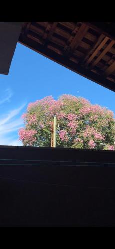 uma grande árvore com flores rosas no céu em Casa para Agrishow 5min em Ribeirão Preto