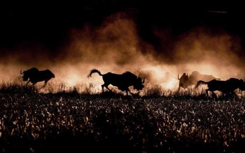 Gallery image of Big Cats Namibia Farmstay & Tours in Outjo