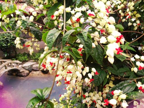 Ein Garten an der Unterkunft JS Hotspring