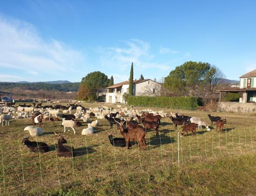 a herd of goats in a field behind a fence at Gite au Rocher in Chassiers