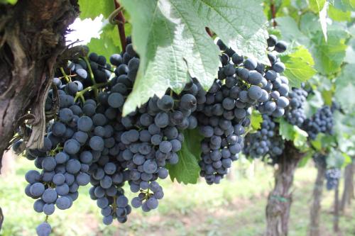 a bunch of grapes hanging from a tree at Vinařství U sv. Kříže in Prušánky