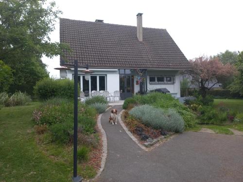 un chien marchant sur un sentier devant une maison dans l'établissement MAISON INDIVIDUELLE 110 M2-3 CHAMBRES-JARDIN 1000 M2, à Bois-Guillaume
