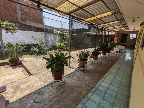 une rangée de plantes en pot dans une serre dans l'établissement Hotel del Parque, à Uruapan del Progreso