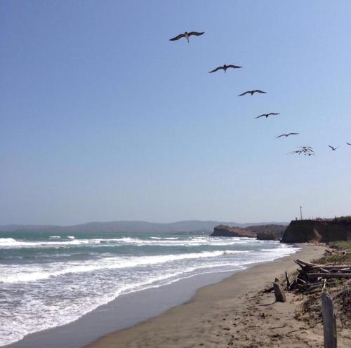 a flock of birds flying over a beach at Villa frente al Mar cerca a Barranquilla in Tubará