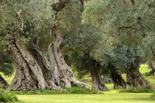 a row of olive trees in a field at UNICO Albatres Palace Salento by Life Resorts in San Vito dei Normanni
