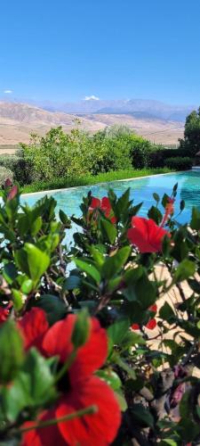 a bush with red flowers in front of a wall at Quelque part au barrage in Marrakech