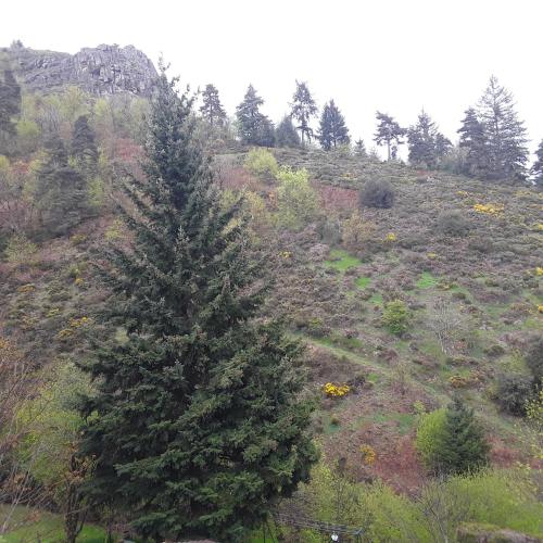 a christmas tree on a hill with trees on it at Malpas125 chambres in Accons