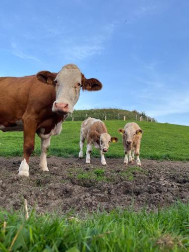 een koe en twee kalveren in een veld bij Ferienhof Theede in Neukirchen