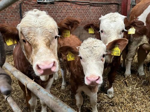 een groep koeien met gele labels in hun oren bij Ferienhof Theede in Neukirchen