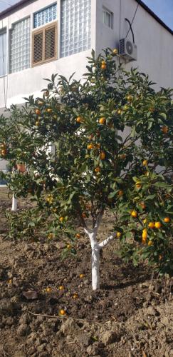 a small orange tree in front of a building at Pomegranates & Olives Guesthouse in Durrës