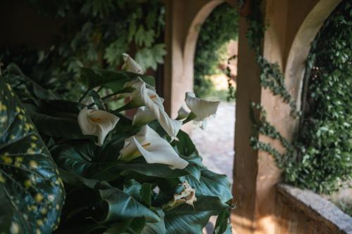 a group of white flowers on a plant at Hotel Hort De Fortunyo in Arnés