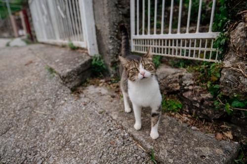 a cat standing on a sidewalk in front of a fence at Omni S Apartments in Bar