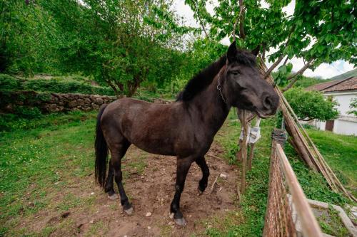 a brown horse standing next to a fence at Omni S Apartments in Bar