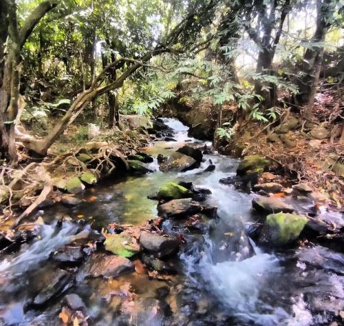 a stream in a forest with rocks and trees at Espaço Ecológico Bosque Ava in Cavalcante