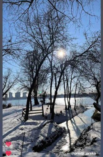 a group of trees in the snow with the sun behind at River House in Belgrade
