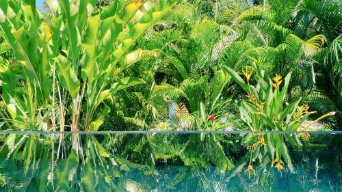 a pool of water with palm trees and plants at Villa Akala in Cocles