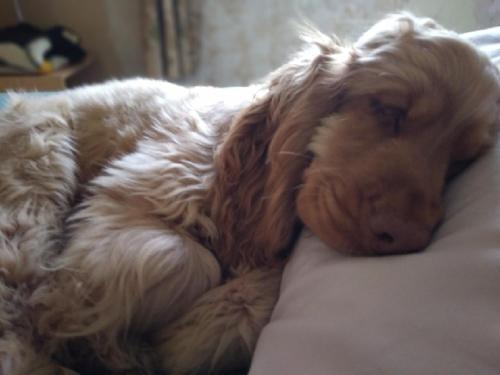 un perro durmiendo encima de una cama en Blue Haven, en Westward Ho