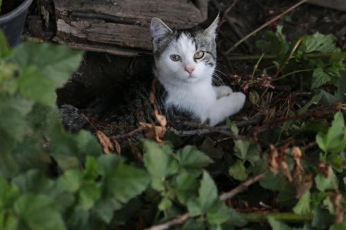 a gray and white cat sitting in a bush at Tratterhof Apt Astjoch in Vandoies