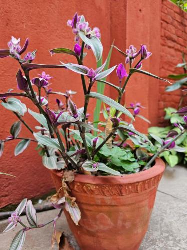 a potted plant with purple flowers in a pot at Best Hostel in Kathmandu