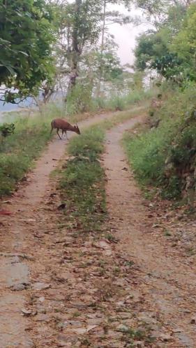 a animal walking down a dirt road at Rohana Estate Lodging & Camping in Kandy