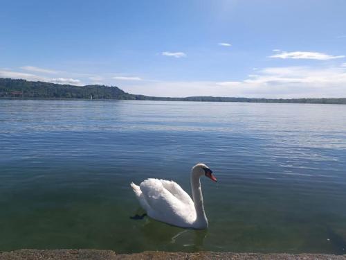 a white swan in the water on a lake at B&B Lupita in Dormelletto