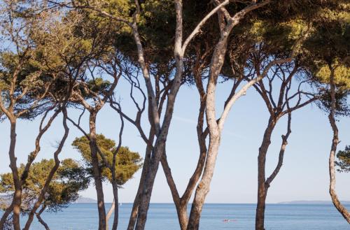 eine Gruppe von Bäumen mit dem Ozean im Hintergrund in der Unterkunft Le Domaine de la mer - Appartements de plage dans un cadre enchanteur in Hyères