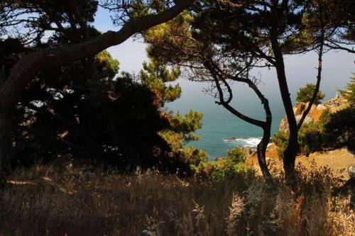 a view of the ocean from a hill with trees at Ocean Bluff Serenity in Walsh Landing
