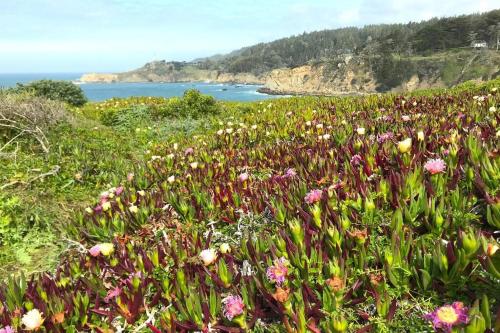 a field of flowers with the ocean in the background at Ocean Bluff Serenity in Walsh Landing
