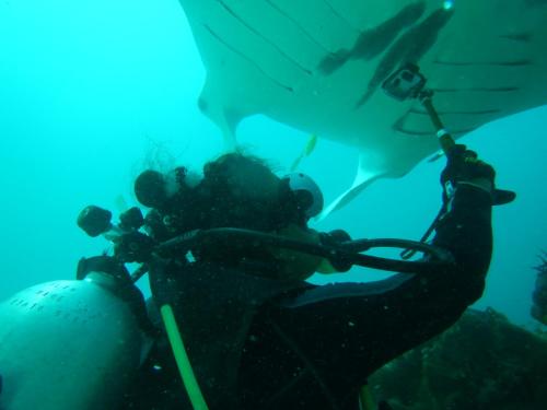 a diver in the water with a shark in the background at Raja Ampat Blue Sea in Besir