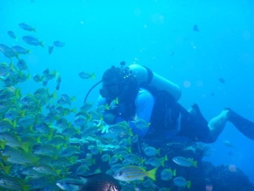 a person in the water looking at fish at Raja Ampat Blue Sea in Besir