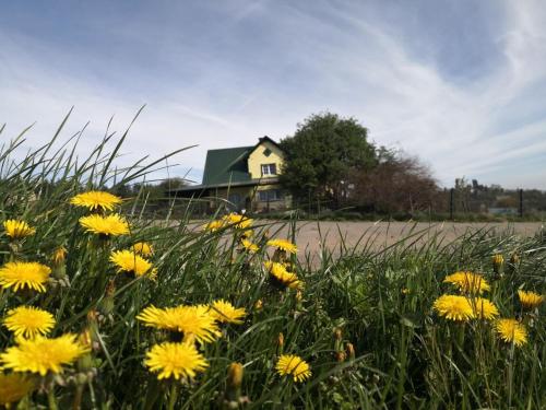 a field of yellow flowers in front of a house at Kleine einzigartige Ferienwohnung auf dem Bauernhof, direkt in der Natur mit Blick auf Schloss Braunfels in Braunfels