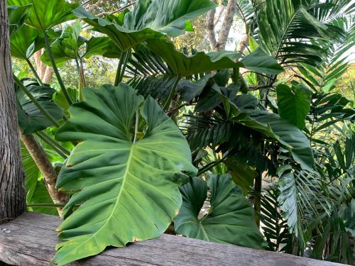 a large green plant sitting on top of a wooden rail at Wooden House,Rustic charm in quiet area in Ban Khlong Chi Lat