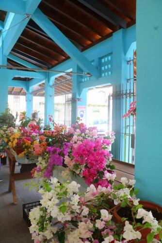 a room filled with lots of different colored flowers at 34 ° soley. in Case-Pilote