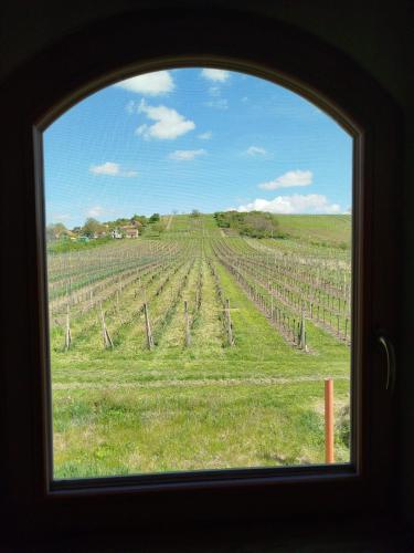 a view of a vineyard from a window at Sklep Víno Strýček in Velké Bílovice