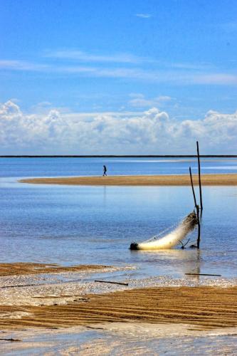 a dead tree laying in the water on a beach at Parada IT in Japaratinga