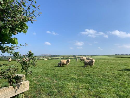 una manada de ovejas pastando en un campo de hierba en Rescorla Retreats - Patsy, en St Austell
