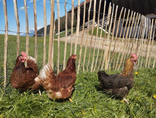 three chickens standing in the grass next to a fence at Ferienwohnung Hinterschwarzenberg in Brixlegg