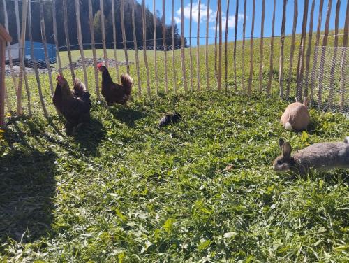 a group of rabbits in the grass near a fence at Ferienwohnung Hinterschwarzenberg in Brixlegg