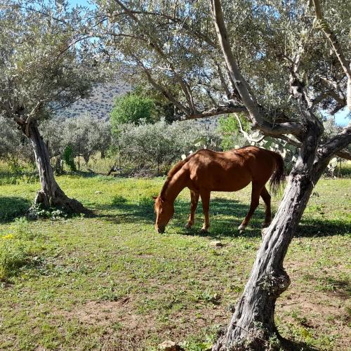 Άλλα ζώα σε αυτή η παραθεριστική κατοικία ή στη γύρω περιοχή