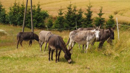grupa koni pasących się na polu w obiekcie Toskania Kociewska w mieście Nowe