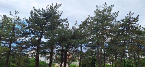 a group of pine trees with the sky in the background at Aurora with the view in Rijeka