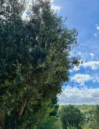 Gallery image of Trulli nel Bosco Itria Valley in Ceglie Messapica