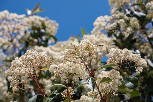 a bunch of white flowers on a tree at Costa Bianca Villas in Koilás