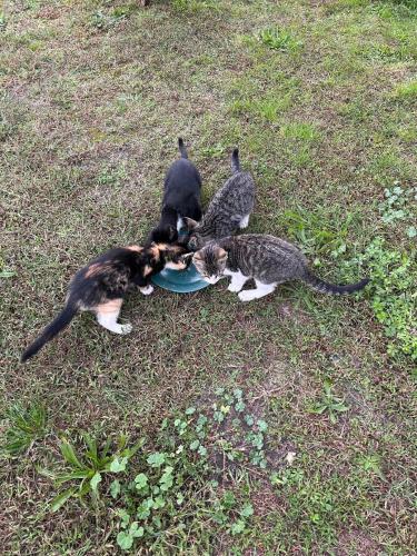 a group of three cats playing with a frisbee at Ferienwohnung Am Schwielochsee in Schwielochsee