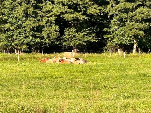 a group of cows laying in a field of grass at Ferienwohnung Am Schwielochsee in Schwielochsee